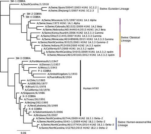 Figure 2. The unrooted human and swine H1 HA phylogenetic tree was inferred from database HA amino acid sequences with the inclusion of COBRA HA sequences. Neighbor-joining tree built on the alignment of the amino acid sequences of the HA1 (1–327) region. The swine isolates include the influenza subtype, H1 swine global classification, and swine North American classification. Scale bar length represents the number of amino acid substitutions per amino acid site.
