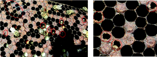 Figure 1. Irregular pattern of sealed brood with sunken and punctured caps typifying American foulbrood disease.