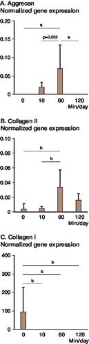 Figure 5.  Effects of dynamic compressive loading in serum-free medium on aggrecan, collagen II, and collagen I gene expression of chondrocytes in 3D scaffold (relative to GAPDH gene expression). Of the 4 different durations of loading, 60 min/day gave the greatest effect on aggrecan and collagen II gene expression. Results are expressed as mean (95% confidence limit); n = 5. Comparison of mean values was performed by one-factor ANOVA analysis. a p < 0.05, b p < 0.01.