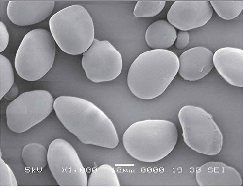 Figure 1. Scanning electron micrographs of native water chestnut starch (nWCS) under 1000× magnification.