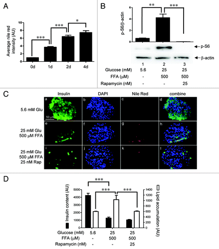 Figure 9.(A) Time course of lipid droplet formation in dispersed human β-cells. Dispersed human islet cells (105) were treated for the indicated time periods with 25 mM glucose and 500 μM FFAs. After treatment, cells were processed for immunostaining. The average Nile red intensity for a total of ~80 clusters of insulin-positive cells per time point from three independent experiments is shown. (B) Nutrient-mediated activation of mTORC1. Human islets (100) were treated for 4 days as indicated. Samples were processed for Western blotting and quantitated by densitometry. Data are the means ± SEM of n = 3 experiments. (C) Human islets (50) were cultured for 4 days in cCMRL containing 5.6 mM glucose, 25 mM glucose + 500 μM FFAs, or 25 mM glucose + 500 μM FFAs + 25 nM rapamycin. Frozen sections (10 μm) of islets were processed for immunostaining [insulin (green), nuclei (blue), and Nile red (red)]. Images were rescaled using Adobe Photoshop software. (D) The bar graph shows the average intensities of Nile red for lipid accumulation and DyLight 647 for insulin, respectively, of 15–20 islet sections per condition from three different experiments is shown.