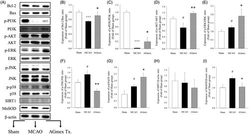 Figure 7. Effects of double pre-treatment (at 1 h and 24 h pre-MCAO) with AGmex at 1000 mg/kg on the proteins expressed in MCAO-induced mouse brains. (A) Representative western blot image of the expression of Bcl-2, Bax, p-PI3K, PI3K, p-AKT, AKT, p-ERK, ERK, p-JNK, JNK, p-p38, p38, SIRT1, MnSOD, and β-actin in MCAO-treated mouse brain. B-I, ratios of the expression levels of signalling proteins: (B) Bcl-2/Bax; C, p-PI3K/PI3K; D, p-AKT/AKT; E, p-ERK/ERK; F, p-JNK/JNK; G, p-p38/p38; H, SIRT1/β-actin; and I, MnSOD/β-actin. Results are presented as means ± SDs (n = 3). #p < 0.05, ###p < 0.001 vs. sham-operated controls; *p < 0.05, **p < 0.01 vs. the MCAO group.