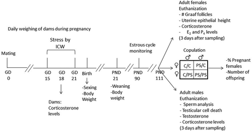 Figure 1. Experimental design. GD: gestational day; ICW: immersion in cold water; PND: postnatal day; C: control group; PS: prenatal stress group; E2: estradiol; P4: progesterone.