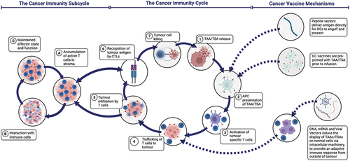 Figure 2. The updated cancer immunity cycle annotated with cancer vaccine technologies and how their mechanisms interact with this cycle [adapted from Mellman et al.].Citation79 APCs, antigen-presenting cells; CTLs, cytotoxic T lymphocytes; TAA, Tumor-Associated Antigen; TSA, Tumor-Specific Antigen.