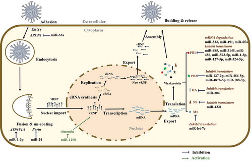 Figure 1. MicroRNA regulation of the influenza virus life cycle