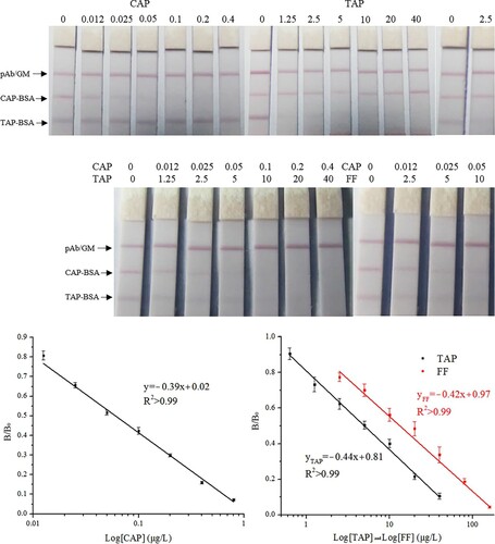 Figure 3. The images and calibration curves of CG-LFA.