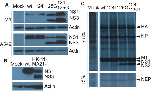 Figure 2 Presence of 20 kDa (NS3) band. (A) Immunobloting for endogenous NS1 in A549 or M1 cells infected with the wt, M124I, D125G or the double-mutant (M124I+D125G) NS1 gene viruses (MOI 3) or mock infected with PBS, 8 hpi. (B) Immunoblots for endogenous NS1 in M1 cells infected with a mouse adapted A/HK/1/68-11-MA21-1 virus possessing the NS1 D125G(GAT→GGT) mutation (MOI 0.5), human wt NS1 virus (MOI 3) or mock infected with PBS, 8 hpi. (C) Effect of NS mutations on the rate of viral protein synthesis in infected A459 cells. A549 cells were infected (MOI 5) and pulsed for 1 h with S35 8 hpi. Cell lysate was collected and used for SDS–PAGE and autoradiography.