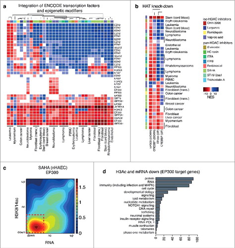 Figure 5. EP300 target genes are associated with gene suppression following HDAC inhibition in human cell types. GSEA ENCODE-TF results associated with gene expression changes induced by HDAC inhibitors in multiple cell lines for (a) gene sets associated with epigenetics modifiers. GSEA was used to compare changes in expression induced by HDAC inhibition in human cell types to microarray gene expression signatures association with the knock down of (b) EP300 (GSE31873) and CREBBP (GSE50588). Blue represents gene sets associated with gene activation while red indicates gene sets associated with gene suppression. The intensity of the color correlates with the NES scores. Pathways with a FDR P value >0.05 are shown in white. (c) The relationship between gene expression (RNA-seq) and histone acetylation (ChIP-seq) for EP300 target genes (from the ENCODE project) are represented as density plots for HAECs exposed to SAHA (legend: relative gene density). (d) EP300 target genes with suppressed expression and reduced acetylation (red box) by SAHA in HAECs were classified based on biological function as defined by the network analysis.