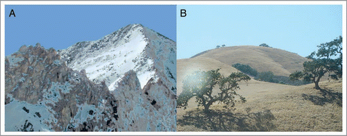Figure 1 Alternative views of potential protein adaptive landscapes. In (A), the protein adaptive landscape is viewed as being like an arrêt ridge, with only a single narrow path leading from the current adaptive peak in the foreground to a new adaptive peak in the distance. This landscape is conducive to convergence. In (B), the adaptive landscape is viewed as being like rolling hills, with many alternative routes to nearby adaptive hilltops that are not substantially different from one another. With so many alternative paths and alternative similar hilltops, under this scenario sequences would be unlikely to converge (i.e., follow the same path) even under similar adaptive pressure.