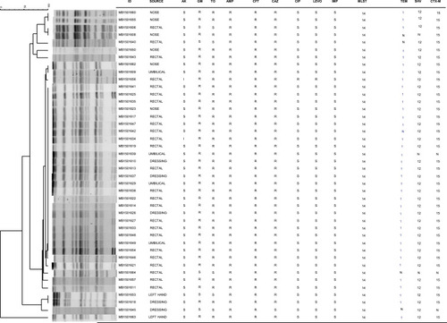 Figure 2 PFGE patterns from 42 ESBL-positive K. pneumoniae isolates obtained from an NICU outbreak of infection from Ha’il, Saudi Arabia in 2014. Cluster analysis was performed using the method of DICE with UPGMA with band tolerances set to 1.0%. MIC values (µg/mL): amikacin (AK) S ≤16, I = 32; gentamicin (GM) S ≤4, R ≥16; tobramycin (TOB) S ≤4, I = 8, R ≥16; ampicillin (AMP) R ≥32; cefoxitin (CFT) R ≥32; ceftazidime (CAZ) S ≤4, R ≥16; ciprofloxacin (CIP) S ≤0.25, R ≥1; levofloxacin (LEVO) S ≤0.5, R ≥2; imipenem (IMI) S ≤1. Abbreviations: MLST, 14 - Multilocus sequence type 14. TEM, N - no TEM gene detected; 1 - TEM 1 detected. SHV, N - no SHV gene detected; 12 - SHV 12 detected. CTX-M, N - no CTX-M gene detected; 15 - CTX-M-15 detected.