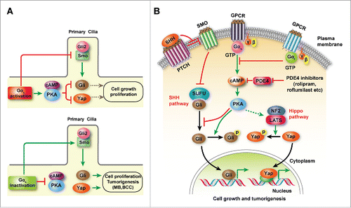Figure 1. Gαs-cAMP-PKA signaling suppresses progenitor proliferation and SHH-driven tumorigenesis. (A) A schematic diagram depicts the role of Gαs as a molecular switch that controls SHH-Gli and Hippo-Yap signaling activation. Gαs is highly enriched in the primary cilia of GNPs and blocks SMO-Gli ciliary translocation to block SMO activation. These Gαs-mediated intracellular cascades inhibit SHH-driven tumorigenic processes. Inactivation of Gαs activity in cerebellar and epidermal progenitors leads to activation of SHH-Gli and Hippo-Yap signaling and is sufficient to promote progenitor expansion and initiate MB and BCC formation, respectively. (B) GPCR-mediated Gαs activation, counterbalanced by Gαiactivity, increases cAMP levels and subsequently activates cAMP-dependent PKA signaling, leading to phosphorylation of Gli and Yap, the effectors of canonical SHH and Hippo signaling, respectively, and inactivation of their transcriptional activity for cell proliferation and tumorigenesis.