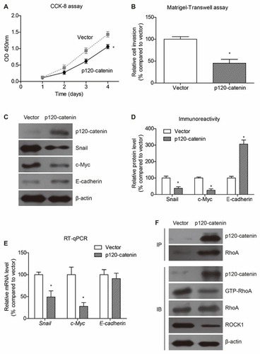 Figure 3 P120-catenin inhibits proliferation and invasion of SW480 cells. (A) The proliferation process of SW480 cells is evaluated by CCK-8 assay, showing the anti-proliferation effect of p120-catenin. (B) Cells transfected with pcDNA3.1 vector or pcDNA3.1-p120-catenin are subjected to Matrigel-transwell assay to test cell invasion capacity. Accordingly, p120-catenin inhibits invasion of SW480 cells. (C) Transfection of p120-catenin plasmids induced decreased expression of snail and c-myc proteins, while increased the E-cadherin level. Immunoblotting data are semi-quantified by Image J software (D). (E) The mRNA level of c-myc and snail is upregulated by p120-catenin. In contrast, the E-cadherin RNA level is not affected by p120-catenin. (F) Immunoprecipitation assay identified the interaction between p120-catenin and RhoA. In addition, overexpressing p120-catenin resulted in decreased level of active RhoA (GTP-RhoA) without affecting the total RhoA protein level. The well-known RhoA downstream protein ROCK1 was also inhibited by p120-catenin transfection. *Indicates P<0.05 by Student’s t test.