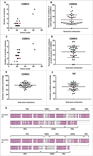 Figure 9. SHM and Cys and aromatic residues in VH and CDRH3 regions. (A) Number of Cys. (B) The average percentage of Cys in total CDRH3 residues. Black points show all selected mAbs. Red point represents 6A mAb and blue point shows 8C mAb. Green ovals represent the mAbs with the value above the average. (C) Number of aromatic residues. (D) The average percentage of aromatic residues in total CDRH3 residues. (E) Percentage of SHMs in CDRH3 of selected mAbs. (F) Percentage of SHMs in VH of selected mAbs. (G) 6A and 8C VH genes alignment with germline genes.