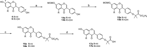 Scheme 2.  (a) MOMCl, acetone, K2CO3, reflux; (b) BrC(CH3)2COOC2H5, K2CO3, DMF; (c) 10% HCl/MeOH, reflux, 0.5 h; and (d) (i) K2CO3, MeOH/H2O, reflux, (ii) aqueous HCl.