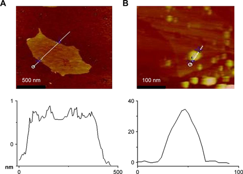 Figure S4 AFM images of GO (A) and GO/GNPs (B).Abbreviations: AFM, atomic force microscope; GNPs, gold nanoparticles; GO, graphene oxide.