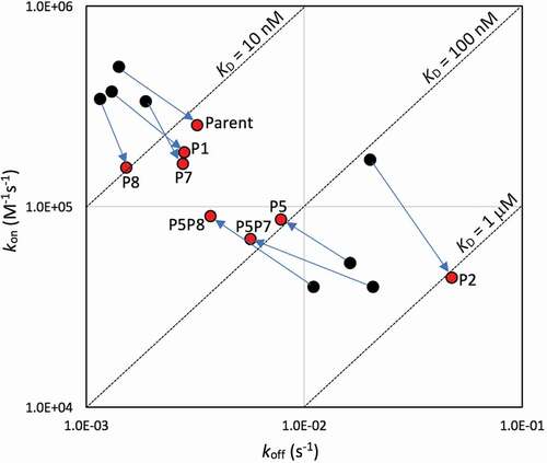 Figure 3. Iso-affinity plots from SPR data. Acidic pH data are plotted with red symbols, physiological pH data with black symbols. Arrows indicate moving the data point on the iso-affinity plot from physiological to acidic environments for various variants (labeled, mean data from Table 2)