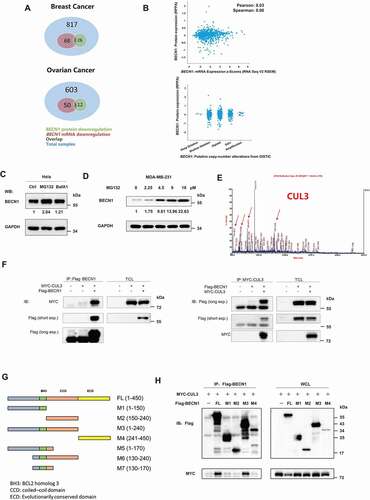 Figure 1. CUL3 interacts with BECN1. (A) BECN1 protein or mRNA downregulation overlap in different tumor samples. (B) The low expression of BECN1 was not due to the transfectional repression or gene copy number deletion. (C) HeLa cells were treated with the indicated inhibitors for 24 h and immunoblotting was performed. (D) 231 cells were treated with indicated concentration of MG132 for 24 h and the protein extracts was subjected to immunoblotting. (E) 293 t cells transfected with plasmids encoding Flag-BECN1, treated with 10 μM MG132 for 6 h, and the BECN1 immunoprecipitation were subjected to SDS-PAGE and then analyzed by mass spectrum. The peptide fragment of CUL3 was shown. (F) 293 t cells were transfected with indicated plasmids, the immunoprecipitation was performed by using Flag affinity gels or anti-MYC-tag antibody, and then bloted for the indicated proteins. (G) The illustration of BECN1 deletion mutants. (H) The binding site of BECN1 and CUL3 is near BH3 domain. 293 t cells were transfected with indicated plasmids, the immunoprecipitation of Flag affinity gels was subjected to immunoblotting assay