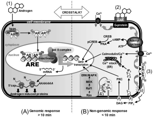 Figure 1 Molecular mechanisms of androgen action. (1) Androgens mediate gene transcription via binding to the classical cytosolic AR in the genomic pathway; (2) Androgens mediate rapid effects through a novel membrane receptor; (3) Androgens interact with the classical cytosolic AR associated with the plasma membrane; (4) Androgens act through a multi-protein complex associated with the plasma membrane.