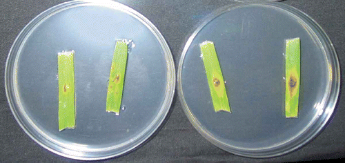 Fig. 2. Symptoms on barley ‘AC Lacombe’ seedling leaves inoculated with Fusarium culmorum (left) or F. graminearum (right) at room temperature. Photo was taken after seven days of incubation.
