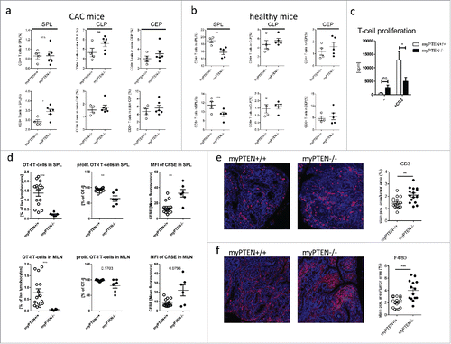 Figure 5. Myeloid PTEN deficiency induces hypo-responsiveness in T-cells. (A) Quantification of flow cytometry analysis of (live, CD45+ CD3+) CD4+ T-helper cells and CD8+ CTLs in spleen (SPL), colon lamina propria (CLP) and colon epithelium (CEP) of CAC mice, values are expressed as % of live cells, n = 4–6, *p < 0.05; (B) quantification as in (A) of healthy animals, values are expressed as % of live cells, n = 4–5; (C) proliferation of total splenocytes of myPTEN+/+ and myPTEN−/− mice after ex vivo culture for 3 d in the presence of activating anti-CD3ϵ measured by the incorporation of radioactive 3H-thymidine, n = 8, *p < 0.05; (D) Proliferation of CFSE-labeled OT-I T-cells 3 d after i.v. transfer into myPTEN+/+ and myPTEN−/− CAC mice. Mice were immunized with LPS/Ova one day after i.v. transfer, proliferation was assessed by CFSE dilution and is shown as % OT-I T-cells in SPL and MLN, % proliferating OT-I T-cells and MFI of CFSE, n = 2–5, values were measured in triplicates, **p < 0.01, ***p < 0.001; (E) representative CD3-IHC and (F) F4/80 staining of paraffin-embedded sections of colon swiss rolls from myPTEN+/+ and myPTEN−/− CAC mice and quantification of positive stained areas per tumor area, values are expressed as % of tumor area, n = 15–17, **p < 0.01, ***p < 0.001.