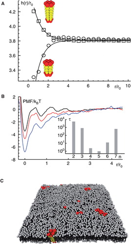 Figure 2. Mismatch-induced clustering of transmembrane proteins. (A) Embedding a transmembrane protein into a homogenous lipid bilayer leads to a local reduction or increase of the membrane thickness h(r); radial distances r from the protein are given in units of the size of a single lipid, r0. Insets show model proteins with a negative/positive hydrophobic mismatch (red and yellow indicate hydrophilic and hydrophobic residues, respectively). (B) A local minimum in the potential of mean force (PMF) between two proteins with a hydrophobic mismatch (given in units of thermal energy kBT) indicates a bound state for small distances. The minimum of the PMF becomes deeper for an increasing mismatch (black to red to blue). For large separations of the proteins no interaction is seen, i.e. the PMF is approximately constant. Inset: The mean first passage time τ to leave the bound state, i.e., to hop out of the minimum of the PMF, increases with the strength of the hydrophobic mismatch. Here, n indicates the length of the transmembrane domain with n <5 denoting a negative and n >5 denoting a positive mismatch. (C) Snapshot of a simulated membrane (grey) with mismatch-induced clusters of transmembrane proteins (red); water is not shown for better visibility. Figure adapted from (Schmidt et al. Citation2008). This Figure is reproduced in colour in the online version of Molecular Membrane Biology.