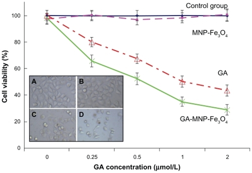 Figure 3 Cytotoxic effect of GA or GA-loaded MNP-Fe3O4 against the Capan-1 pancreatic cancer cells. Inset: Microscopic images of the Capan-1 cells after different treatments for 48 hours. (A) untreated cells as control, (B) MNP-Fe3O4, (C) GA alone, and (D) GA-loaded MNP-Fe3O4.Notes: The concentrations of GA, MNP-Fe3O4 are 1 μmol/L and 20 μg/mL, respectively. Data are expressed as means ± standard deviations (n − 3).Abbreviations: GA, gambogic acid; MNP-Fe3O4, magnetic Fe3O4 nanoparticles.