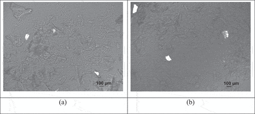 Figure 2. Polarized light microscopy of (a) coconut sugar powder PVP 1% agglomerates and(b) coconut sugar powder PVP 5% agglomerates.