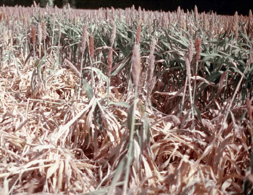 Figure 5.  Resistance to stalk or root lodging is a key consideration in variety selection.