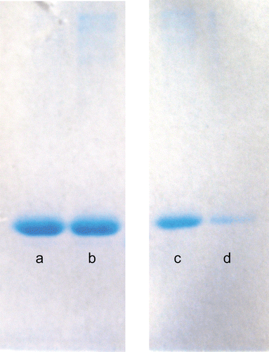 Figure 4.  SDS-PAGE analyses of CA isoenzymes: (a) Standard hCA I, (b) isolated hCA I, (c) Standard hCA II and (d) isolated hCA II.