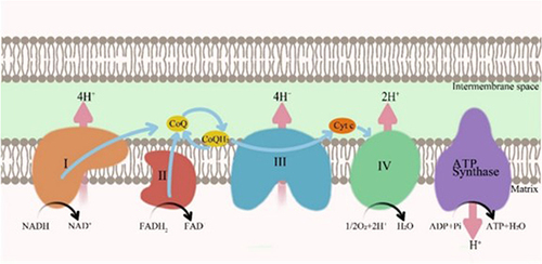 Figure 1 Role of CoQ10 in the mitochondrial electron transport chain.