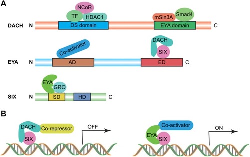 Figure 1 Schematic structure of Dach, Eya, and Six and their interaction.