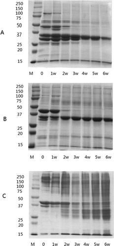 Figure 4. SDS-PAGE profile of protein fractions throughout the fermentation of Suanyu. (A) Sarcoplasmic protein fraction; (B) myofibrillar protein fraction; (C) insoluble protein fraction. M: molecular weight standards; a–g: 0, 1, 2, 3, 4, 5, and 6 weeks of fermentation time.