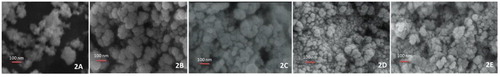 Figure 2. SEM Images of 2A. ZnO nanoparticles; 2B. PEG encapsulated ZnO nanoparticles; 2C. DOC-FOL-PEG-ZnO nanoparticles; 2D. CIS-FOL-PEG-ZnO; 2E. DUAL-FOL-PEG-ZnO nanoparticles.