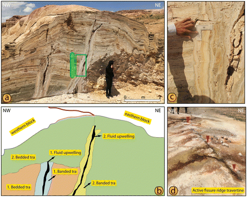 Figure 8. (a) Cross-sectional view of the WFR, containing banded travertines around the central fissure and bedded travertines in the slope. (b) Schematic illustration showing the development of the fissure-ridge travertine. (c) Width of the banded travertine. (d) New fissure-ridge travertine to the west of the existing ridge.