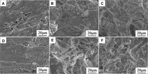 Figure 8 SEM photographs of morphology of BMSC on PC (A, D), PCP (B, E) and PCPS (C, F) after cultured for 3 (A–C) and 7 days (D–F).Abbreviations: SEM, scanning electron microscope; BMSC, bone marrow mesenchymal stem cells; PC, polyetheretherketone/nano magnesium silicate composite; PCP, PC treated by particle impact; PCPS, PCP treated by concentrated sulfuric acid.