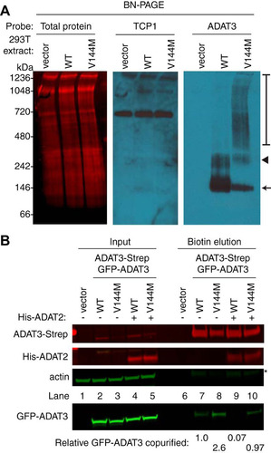 FIG 7 ADAT3-V144M exhibits an increased propensity to form higher-molecular-weight complexes indicative of aggregation. (A) Blue native polyacrylamide gel electrophoresis (BN-PAGE) analysis of ADAT3-GFP. Extracts prepared from HEK 293T cells expressing either ADAT3-WT or -V144M were separated on 3 to 12% BN-PAGE gels, followed by immunoblotting and probing with the indicated antibodies. The arrow and arrowhead point to predominant bands found in the WT and V144M extracts, while the bracket encompasses the high-molecular-weight signal detected in the ADAT3-V144M lane. Total protein indicates staining of the same blot to show loading of extracts. (B) Increased self-association of ADAT3-V144M. Shown are immunoblots for the indicated proteins from the input (5%) or biotin elutions from Strep-Tactin affinity purifications (20%) from HEK 293T cells transfected to express ADAT3-Strep-WT with GFP-ADAT3-WT or ADAT3-Strep-V144M with GFP-ADAT3-V144M in the absence or presence of ADAT2 coexpression. * represents the ADAT3-Strep signal from previous probing. The percentage of ADAT3 copurified represents the ratio of the GFP-ADAT3 signal present in the eluted fraction normalized to the Strep-ADAT3 signal relative to ADAT3-WT. Experiments for panels A and B were repeated three times.