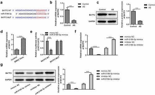 Figure 4. BATF2 was the direct target of miR-5189-3p. (a) The binding of miR-5189-3p to BATF2 3ʹUTR was predicted by TargetScan 7.2. (b-c) The expression of BATF2 in AS patients was detected by qRT-PCR and Western blot. ***p < 0.001, AS group vs control group. (d) The expression of BATF2 in FLSs after treatment with BMSC exosomes was detected by qRT-PCR. ****p < 0.0001, BMSC Exos group vs control group. (e) Dual luciferase reporter assays to detect the regulatory function of miR-5189-3p to BATF2, the relative luciferase activity was shown as firefly LUC activity/Renilla LUC activity. The data were expressed as mean ± SEM. ****p < 0.0001, pmiGLO-BATF2-WT or pmiGLO-BATF2-MUT group vs control group. (f-g) The expression of BATF2 in the miR-5189-3p mimics and inhibitor group by qRT-PCR and Western blot, respectively. ***p < 0.001, ****p < 0.0001, miR-5189-3p mimics group or miR-5189-3p inhibitor group vs NC group.