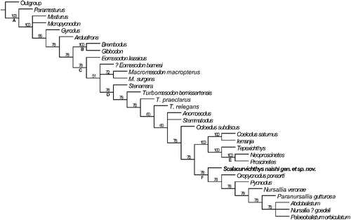 Figure 6. Majority rule consensus tree depicting the systematic position of Scalacurvichthys naishi gen. et sp. nov. holotype (SMNK-PAL. 8613) with all unordered characters based on modified database of Poyato-Ariza & Wenz (Citation2002). Nodes are as follows: A, Pycnodontiformes; B, Brembodontidae; C, Pycnodontoidei; D, Pycnodontidae; E, Proscinitinae; F, Pycnodontinae.
