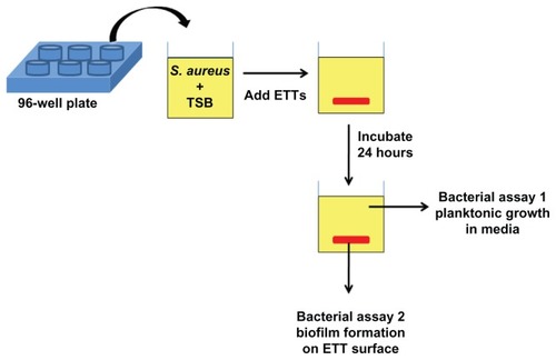 Figure 1 Schematic of bacteria assays. Commercially available PVC ETTs were enzymatically degraded to create nanoscale surface roughness. Then, control PVC and NanoR ETTs were soaked into different concentrations of a fructose solution. Bacterial survival in the medium (assay 1) and biofilm formation on the ETT surfaces (assay 2) were quantified.Abbreviations: ETT, endotracheal tube; NanoR, nanorough; PVC, polyvinyl chloride; TBS, tryptic soy broth.