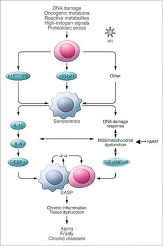 Figure 1. Cellular pathways leading to cellular senescence. ROS: reactive oxygen species. SASP: senescence-associated secretory phenotype. © The American Society for Clinical Investigation. Adapted by permission of James L. Kirkland. Permission to reuse must be obtained from the rightsholder.Citation9