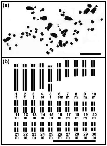 Figure 2. Chromosome of diploid Agave angustifolia “Lineño” (2n = 2x = 60) from Toliman, Jalisco, Mexico: (a) mitotic metaphase; (b) idiogram. Numbers indicate homologous large chromosome pairs with secondary constriction. t: telocentric chromosomes, st: subtelocentric chromosome, sm: submetacentric chromosome and m: metacentric chromosome. Bar: 10 μm.