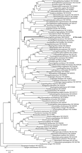 Figure 1. Maximum Likelihood (ML) tree of Gobiiformes species based on 12 PCGs. The bootstrap values are based on 500 resamplings. The number at each node is the bootstrap probability. The number after the species name is the GenBank accession number. The genome sequence in this study is labeled with triangle.