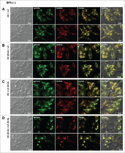 Figure 9. Neutralization of acidic patch leads to Russell body induction. Fluorescent micrographs of HEK293 cells transfected with the following construct(s): (A) the parental HC and LC subunits; (B) Asp-to-Ala mutated version of HC and the parental LC; (C) the parental HC and Asp-to-Ala mutated version of LC; (D) Asp-to-Ala mutated versions of HC and LC subunits. On day-2 post transfection, suspension cultured cells were seeded onto poly-lysine coated glass coverslips and statically cultured for 24 hr. On day-3, cells were fixed, permeabilized, and immunostained. Co-staining was carried out with FITC-conjugated anti-gamma chain and Texas Red-conjugated anti-lambda chain polyclonal antibodies. Green and red image fields were superimposed to create ‘merge’ views. DIC and ‘merge’ were superimposed to generate ‘overlay’ views.