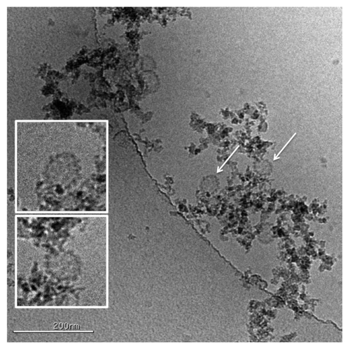 Figure 3. HPV VLPs can be observed directly interacting with the alum adjuvant. The VLPs indicated by the arrows are shown at larger scale in the insets indicating that the VLPs are intact and retain their morphology and spherical shape upon absorption onto the adjuvant.