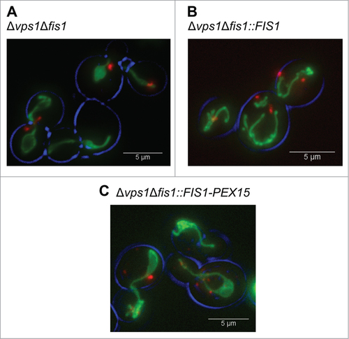 Figure 1. Peroxisome and mitochondrial fission defects in various yeast mutant strains. Fluorescence microscopy images showing mitochondrial and peroxisome morphology in Δvps1Δfis1 (A), Δvps1Δfis1::FIS1 (B) and Δvps1Δfis1::FIS1-PEX15 (C) cells. Cells were grown until the mid-exponential growth phase on MM containing 2% glucose. Peroxisomes are marked by DsRED-SKL and mitochondria by mitoGFP.