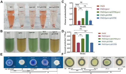 Figure 4 Effect of PtrA on QS-related extracellular virulence factor. (A and C) The determination of elastase production. (B and D) The determination of pyocyanin production. (E) The determination of rhamnolipid production. (F) The determination of proteolytic activity. ns, not statistically significant, *P < 0.05, **P < 0.01, and***P < 0.001 analyzed via Student’s t-test. The results are expressed as mean ± SD, and the data represent a minimum of 3 individual experiments.