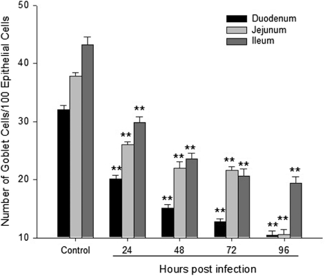 Figure 4. Goblet cell numbers in the duodenum, jejunum and ileum at 24, 48, 72 and 96h post NDV infection. **Significant difference from the control at P < 0.01.