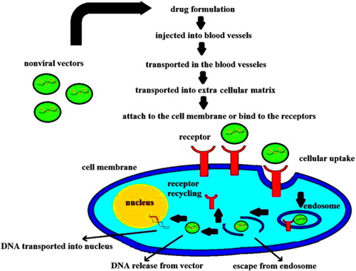 Figure 3. Internalization of non-viral vectors into cell and passage to nucleus through the cytoplasm, following endocytosis (CitationDizaj et al. 2014).