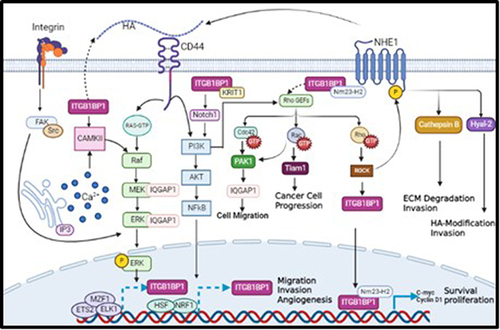 Figure 1 A proposed model describing novel molecular mechanisms linking CD44 activation by its major ligand, HA, to the transcription of its potential novel transcriptional target, ITGB1BP1.