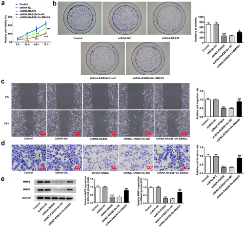 Figure 5. SMAD3 overexpression reverses the inhibitory effect RAB26 silence on A549 cells proliferation, migration and invasion.